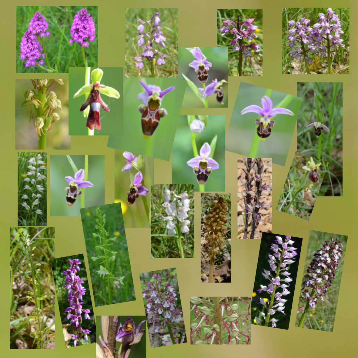 orchidées site Gignac.jpg